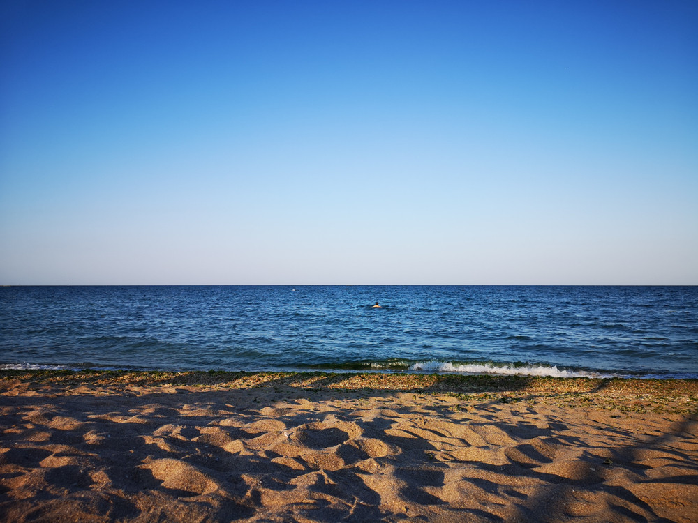 Demers fără precedent al biologilor marini din România. Vor să populeze tot litoralul cu o moluscă