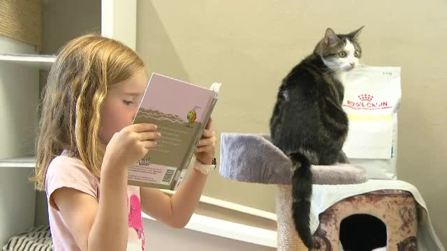 Idee originală în Belgia. Motivul pentru care copiii le citesc povești pisicilor