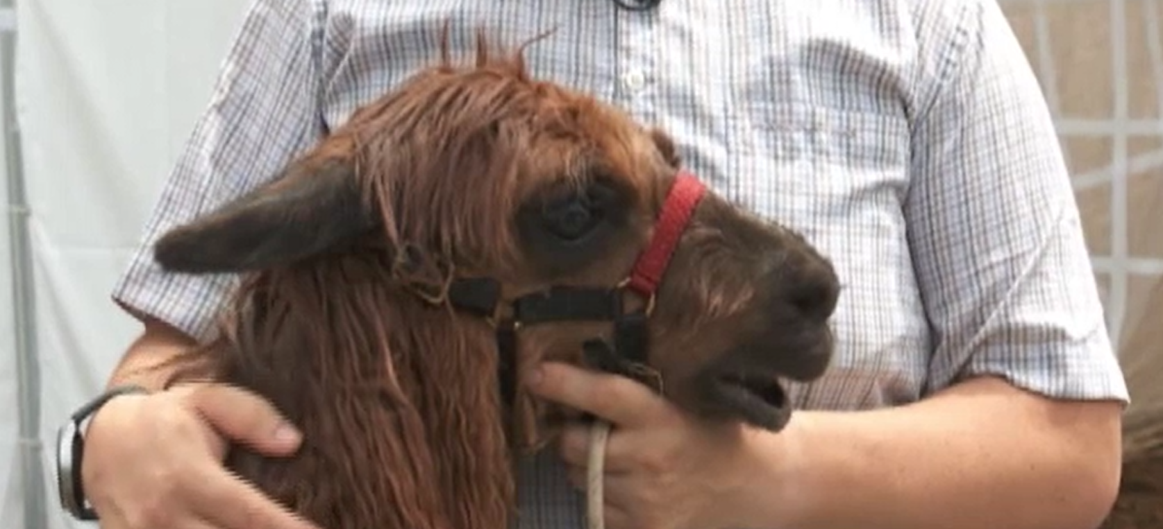 Terapia asistată de animale, tot mai căutată în România. Alpaca, cel mai nou terapeut necuvântător