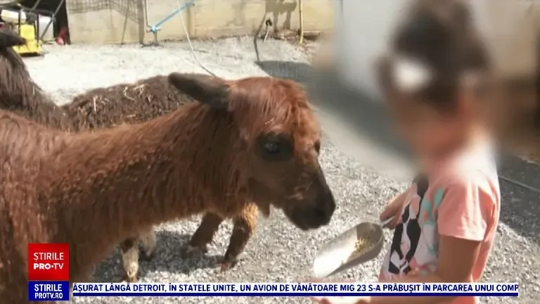 Terapie asistată de animale, tot mai căutată în România. Alpaca, cel mai nou terapeut necuvântător