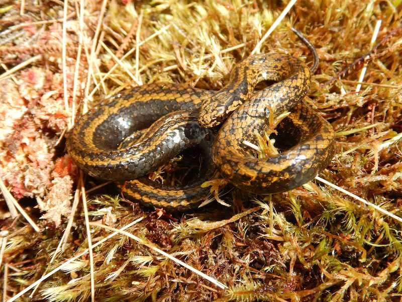 Șarpele Harrison Ford