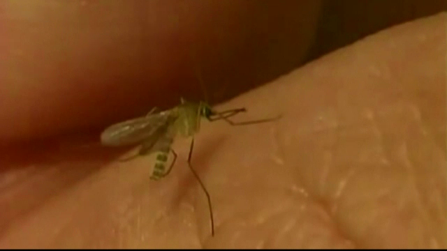 Care sunt simptomele infecției cu virusul West Nile. Persoanele care pot dezvolta forme foarte grave