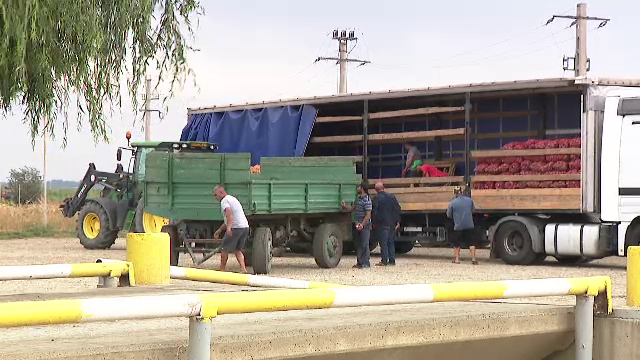 Producția de cartofi este mai bună decât cea de anul trecut, anunță fermierii. Comuna care a devenit un mare centru legumicol