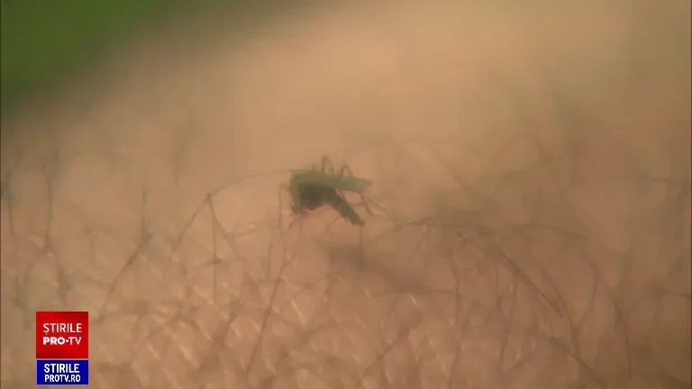 Care sunt simptomele infecției cu virusul West Nile. Persoanele care pot dezvolta forme foarte grave