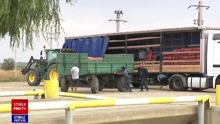 Producția de cartofi este mai bună decât cea de anul trecut, anunță fermierii. Comuna care a devenit un mare centru legumicol