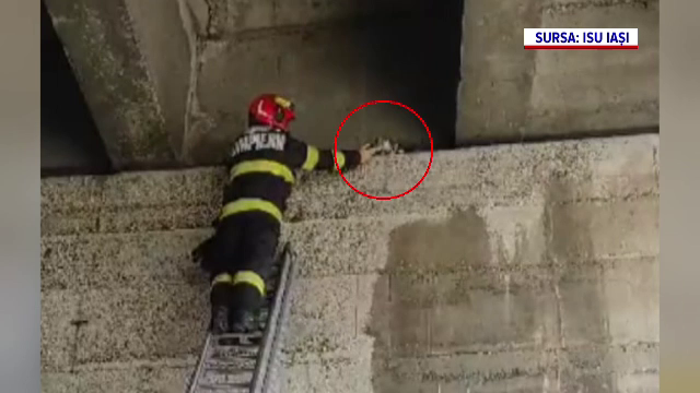 Misiune neobişnuită a pompierilor din Iaşi. Cum au salvat o pisică blocată pe grindă