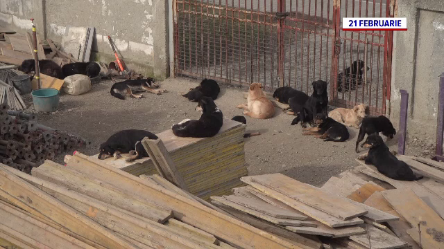 Un bărbat din Dâmbovița creștea, în condiții deplorabile, 39 de câini. Animalele, salvate de reprezentanții unui adăpost