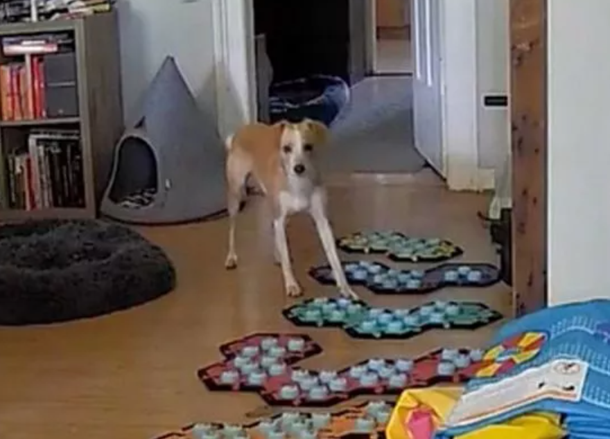 VIDEO aproape incredibil! Ce a văzut stăpâna unui câine pe camera de supraveghere: ”Mi-a sfâșiat inima”