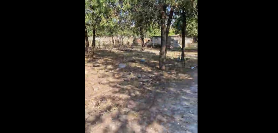 Mii de cadavre de porci, victime ale pestei africane, îngropate într-un fost poligon, aproape de municipiul Călăraşi