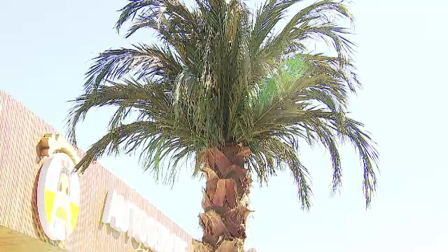 Cum au ajuns românii să-și planteze palmieri în curți. Un bărbat din București a avut o idee ieșită din tipare