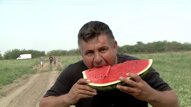 Producție record de pepeni la Dăbuleni. Vom mânca lubenițe românești până în toamnă