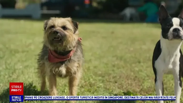 Filmul "Maidanezi", cele mai așteptate comedii ale verii, a avut premieră în Statele Unite