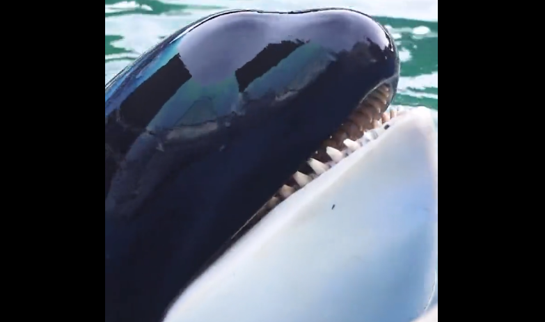 Balena Lolita a murit după 50 de ani de captivitate, chiar înainte de a fi eliberată în Pacific