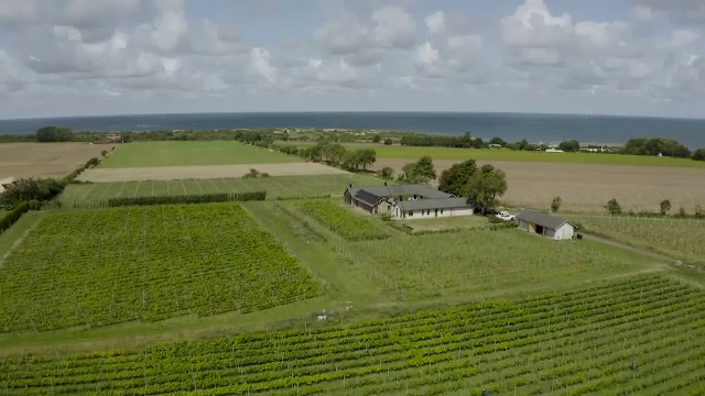 Viticultorii din Suedia profită de pe urma creşterii temperaturilor. Vor un loc mai în față în lista producătorilor mondiali