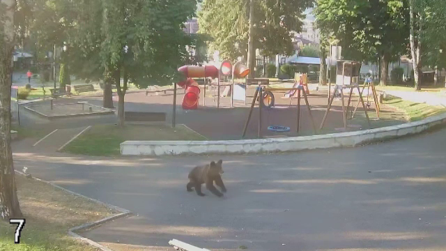 Panică în Câmpulung Muscel. Un urs a fost văzut chiar în centrul orașului. „Dădea cu labele în ușile magazinelor”