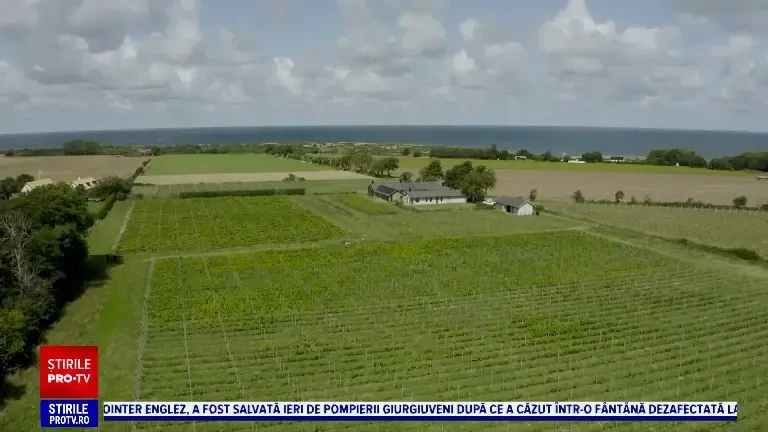 Viticultorii din Suedia profită de pe urma creşterii temperaturilor. Vor un loc mai în față în lista producătorilor mondiali