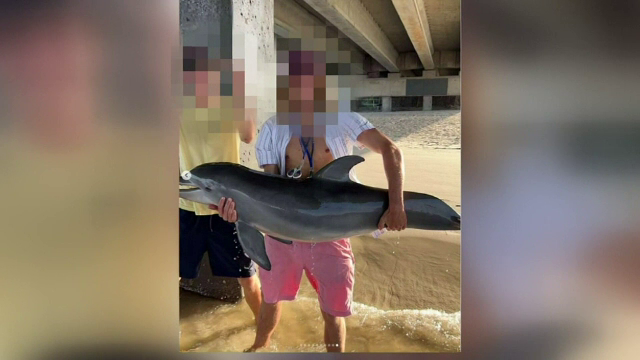 Un pui de delfin a murit în chinuri după ce un bărbat l-a scos din apă să facă o poză cu el în brațe