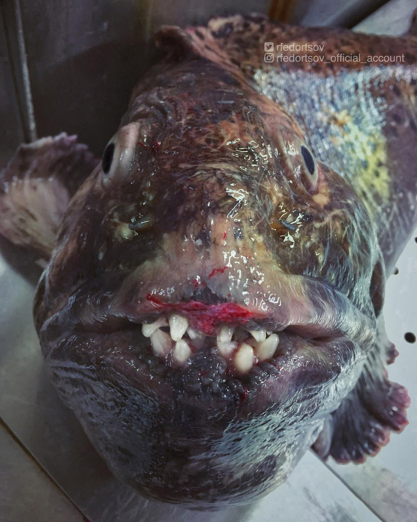 Creatura marină descoperită de un pescar. „Arată ca un monstru” | GALERIE FOTO