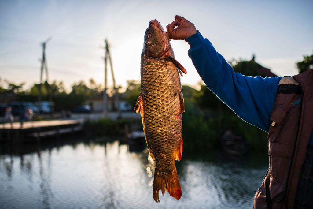 „Peștele proaspăt este deja un mit!”. Cum a ajuns tradiția să fie transformată în afacere în Delta Dunării