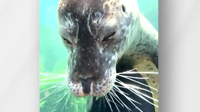 VIDEO viral pe TikTok, cu 1,5 milioane de vizualizări. Ce îi face o focă unui scafandru