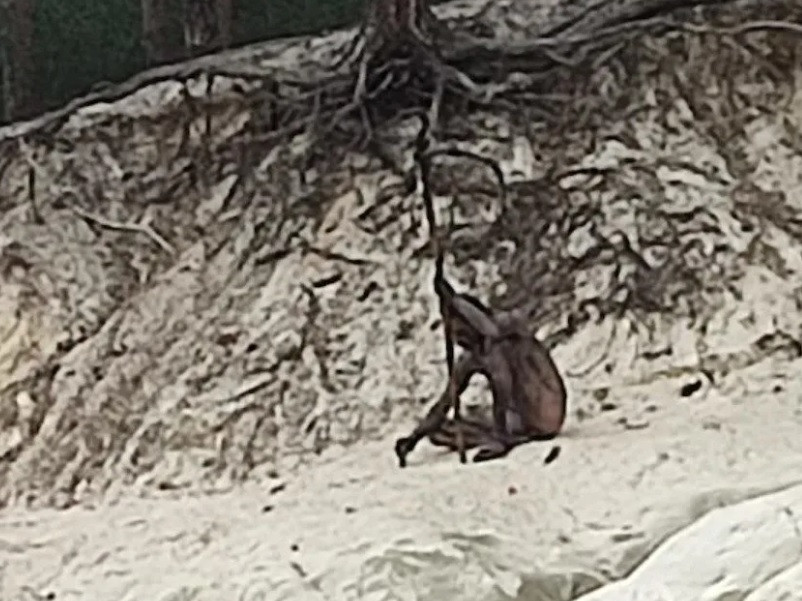 Misterul „omului-lup” care trăiește dezbrăcat într-o pădure din Germania. Imaginea surprinsă de un localnic | FOTO