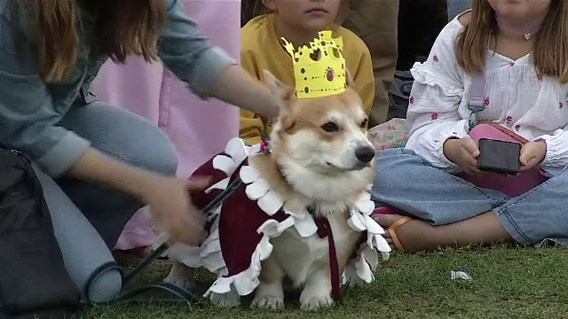 Competiție inedită în Lituania. 60 de cățeni din rasa corgi s-au luat la întrecere