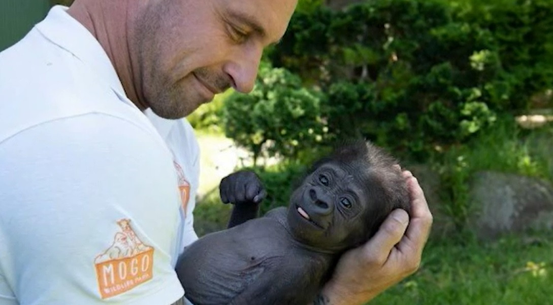 Un pui de gorilă de la o grădină zoologică a primit o a doua șansă la viață, după ce a fost respins de mama sa