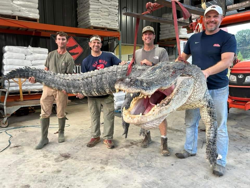 Captură record. „Monstrul” de peste 800 de kg prins de un grup de vânători din Mississippi