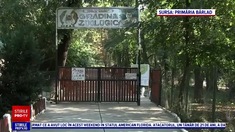 Vasluianul beat care provocat tigrul de la zoo s-a ales cu o bucată lipsă din laba piciorului