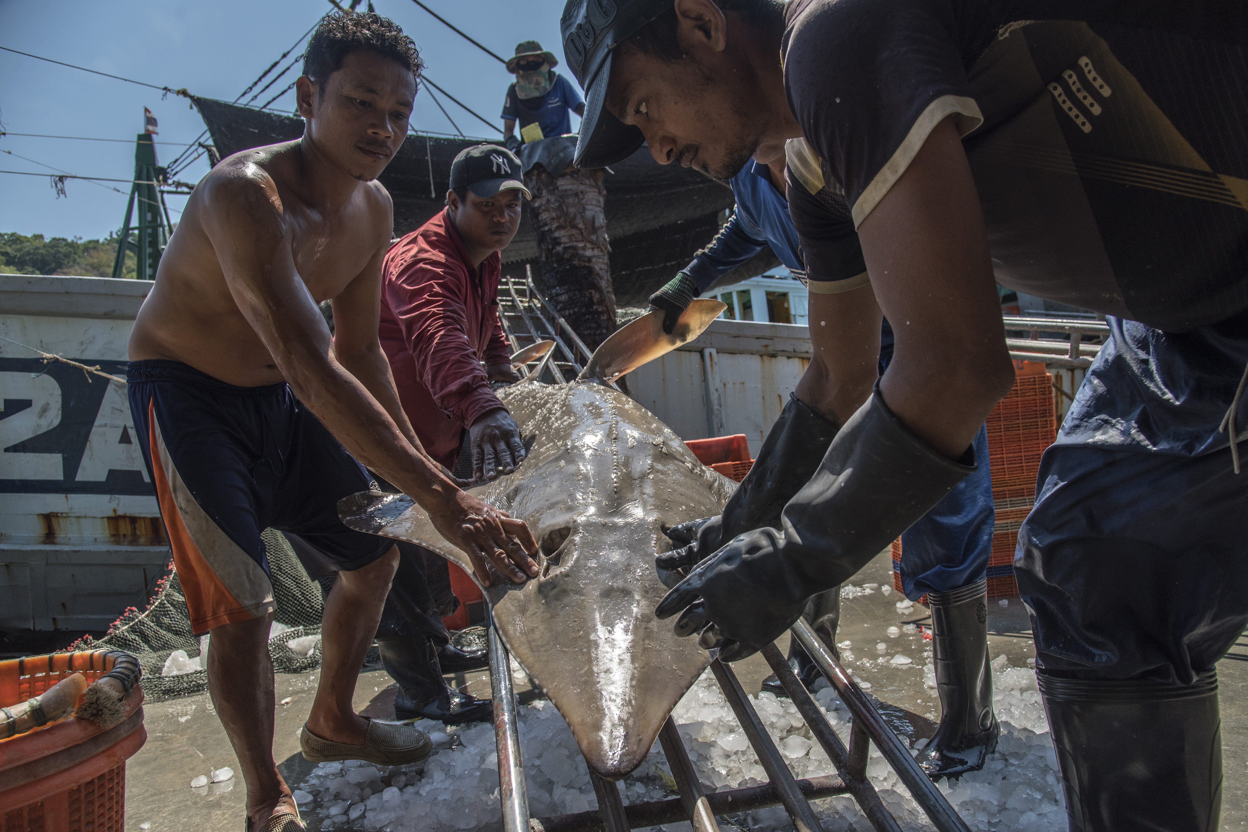 Creatură marină rară, găsită pe o plajă de turiști. Se camuflează pe fundul mării