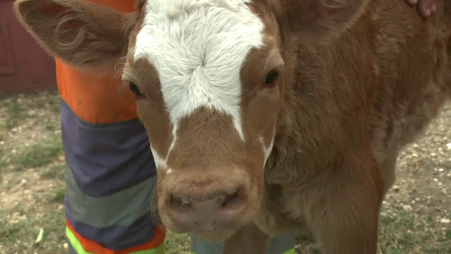 Un vițel a fost botezat „L3”, după codul lucrării unei șosele. Motivul bizar pentru care a primit acest nume