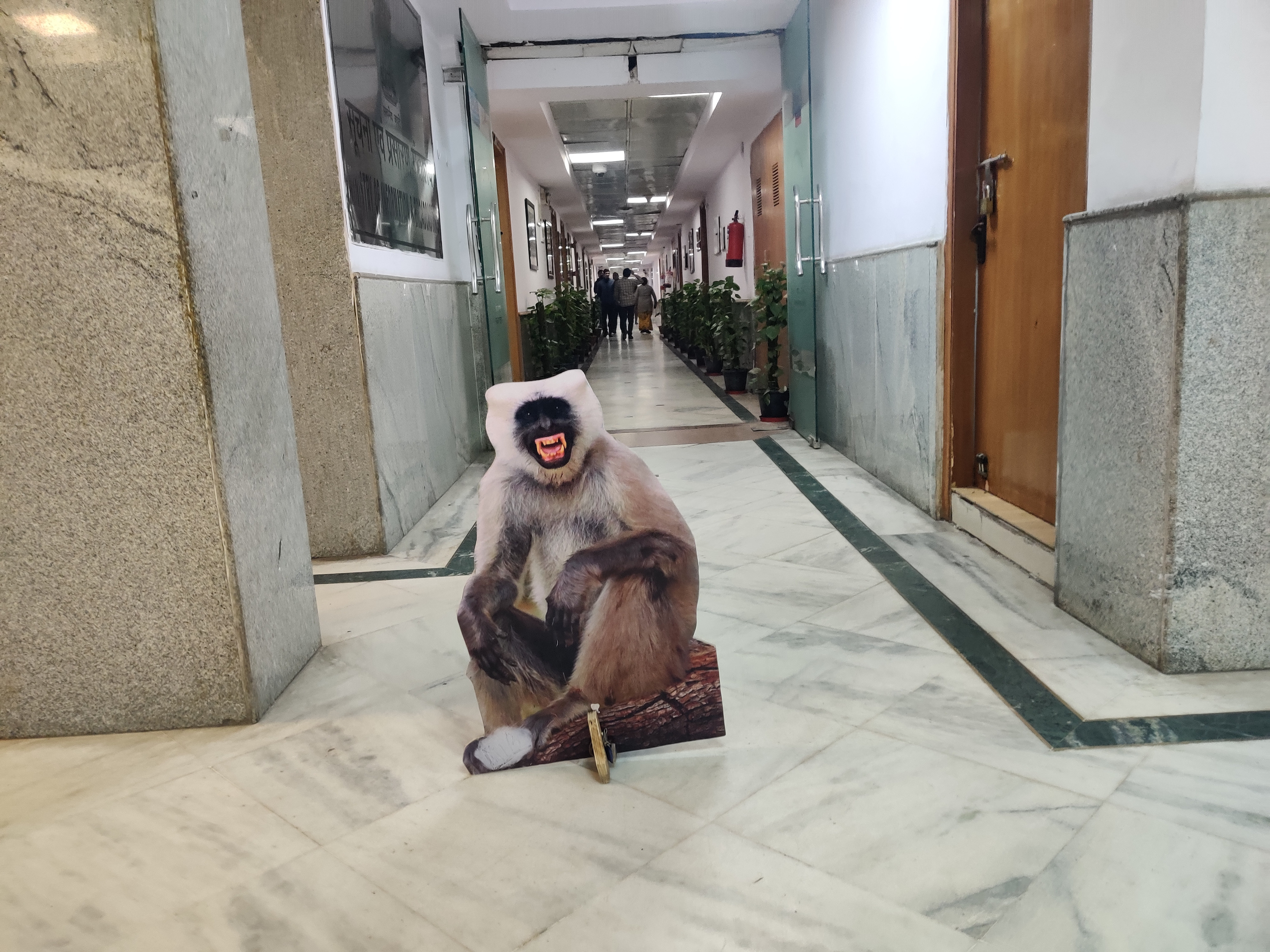 Summit G20 în India: În jur de 30 de „oameni-maimuţă” vor fi desfăşuraţi la New Delhi pentru a speria macacii