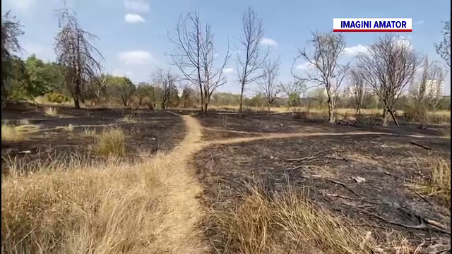 Cum arată parcul IOR după incendiul puternic izbucnit marți. Activiștii de mediu vorbesc despre un foc pus intenționat