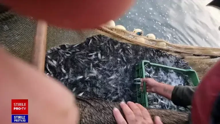 Turiștii de pe litoral se bucură de pește proaspăt din belșug. Apa caldă a mării aduce aproape de mal bancuri întregi