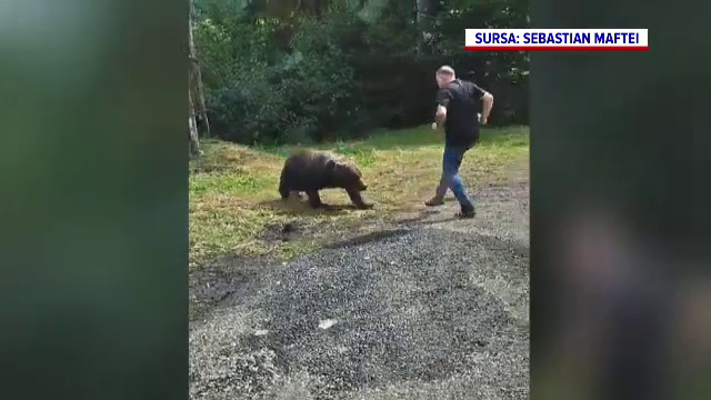 Momentul în care un turist polonez se pune în pericol pentru a face o poză unei ursoaice cu doi pui, pe Transfăgărășan
