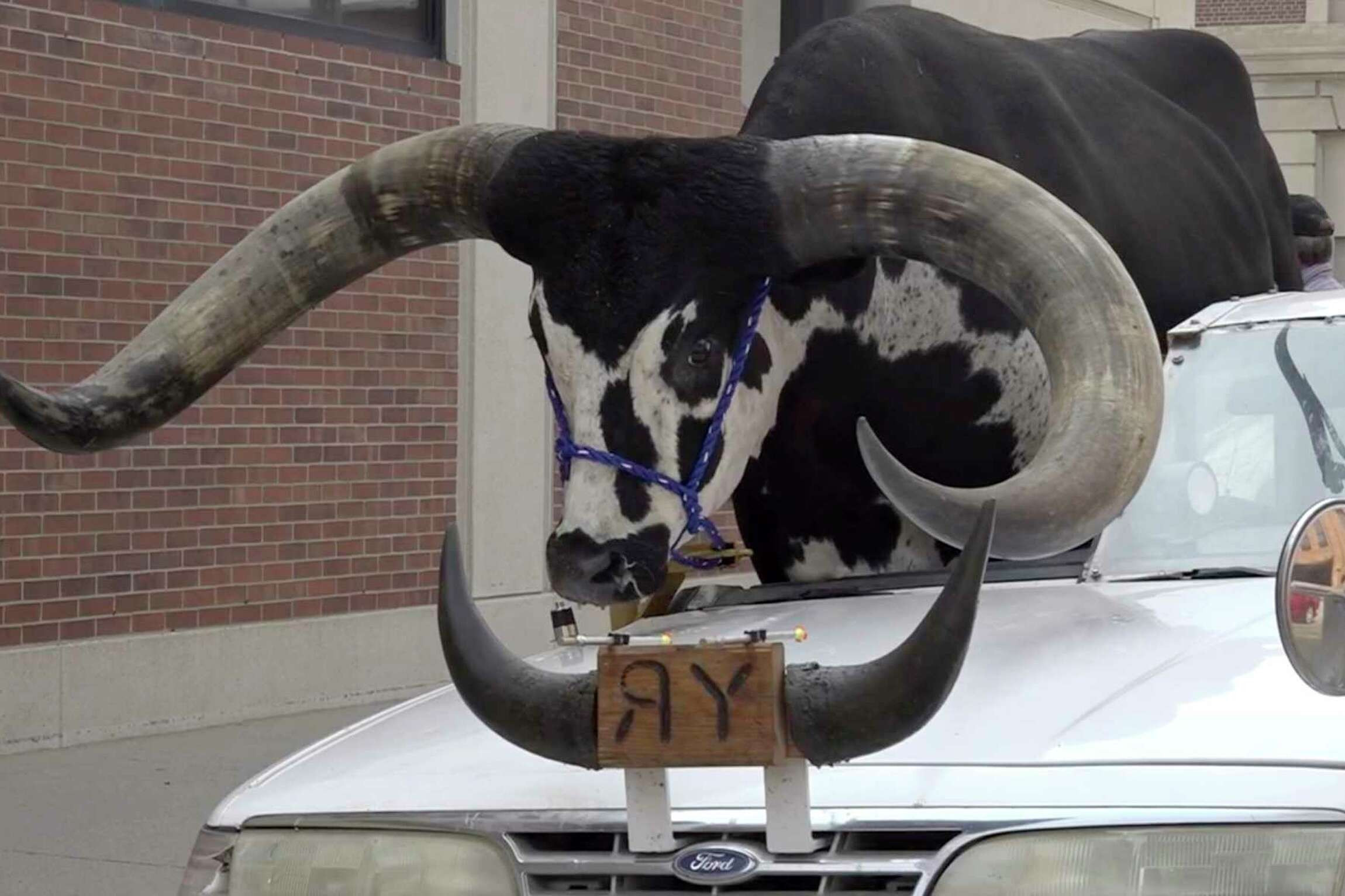 Un șofer a decupat plafonul mașinii pentru a merge cu un taur pe autostradă. Ce a urmat | FOTO