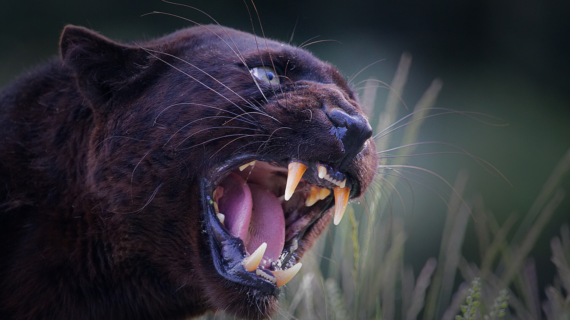 Pantere mutante, într-o țară din Europa. Un expert în feline aduce dovezi convingătoare, inclusiv ADN