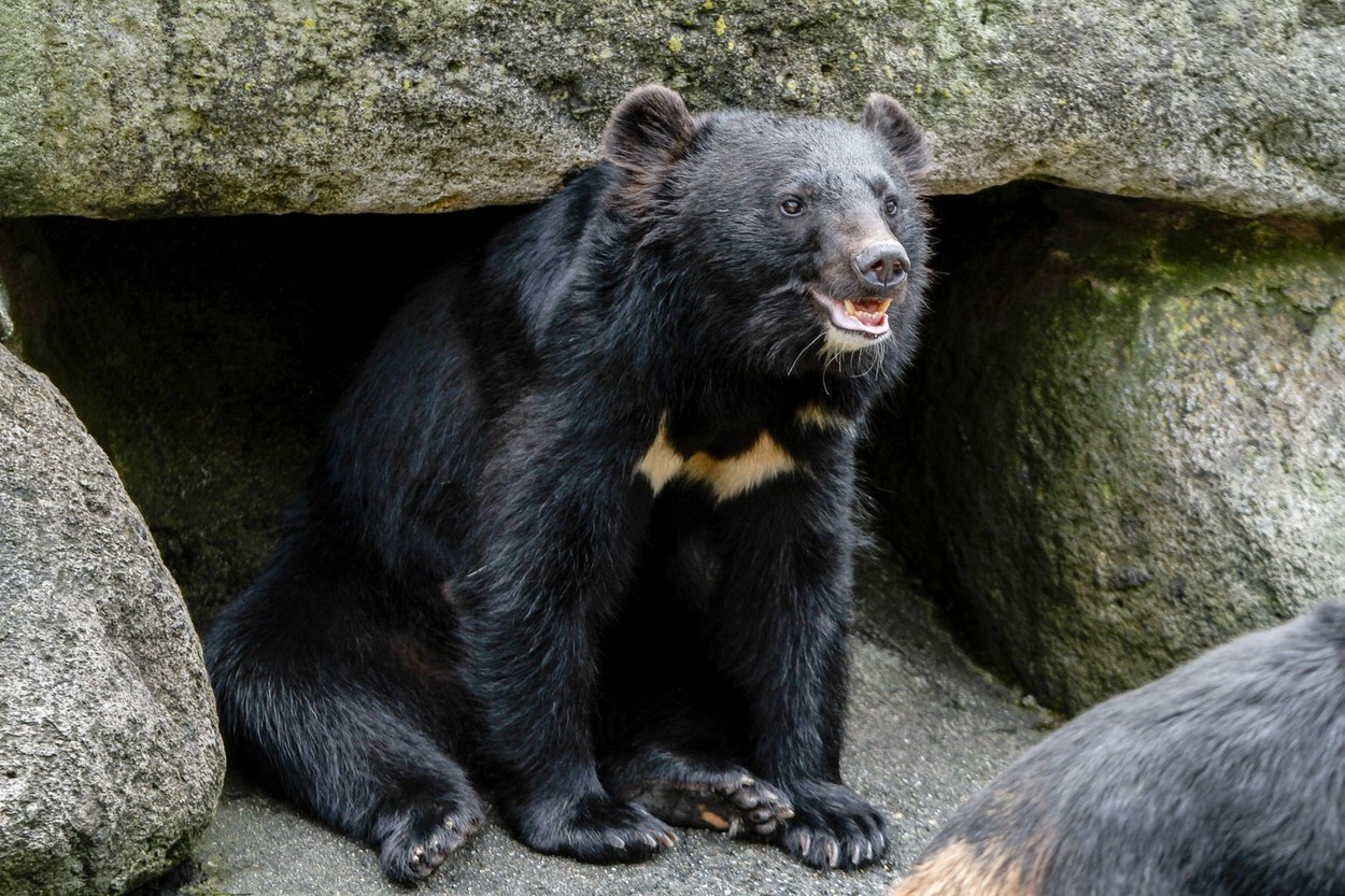 O femeie a fost rănită grav după ce a fost atacată de un urs în timp ce-și scotea câinele afară