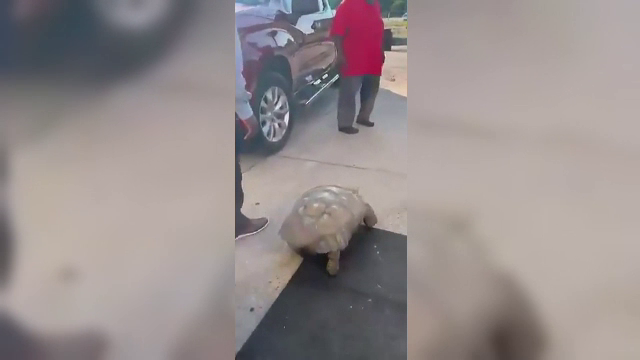 Țestoasa centenară ”Biscuit” a trecut prin aventura vieții ei după a rămas blocată într-un canal