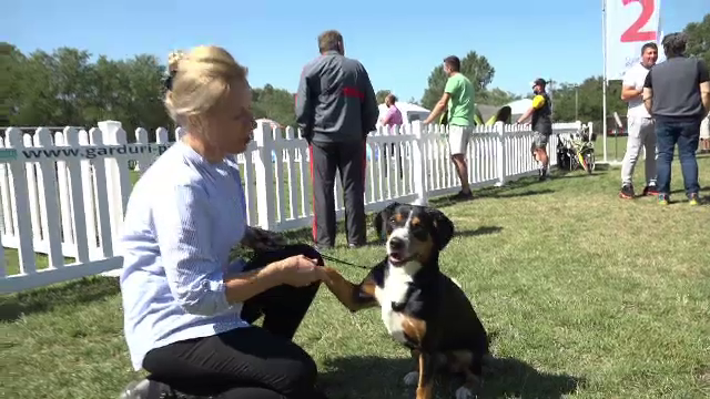 Concurs de frumusețe canină la Sebeș. Cât costă un ”câine de poșetă”