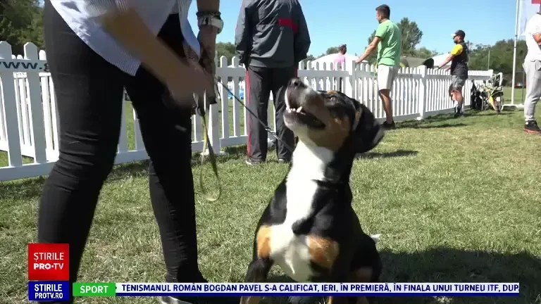 Concurs de frumusețe canină la Sebeș. Cât costă un ”câine de poșetă”