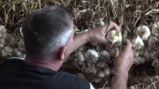 Cât va costa anul acesta usturoiul românesc, mult mai bun decât cel de import: ”Gustul este minunat”. Avem o producție record
