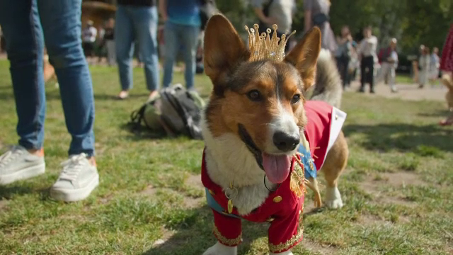 Omagiu pentru Regina Elisabeta a II-a. Zeci de căței din rasa corgi s-au strâns în fața palatului Buckingham