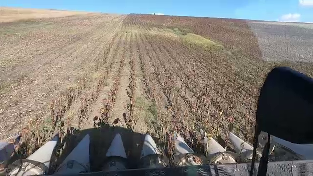 Culturile de floarea-soarelui, distruse de secetă. Cea mai slabă producție din ultimii cinci ani