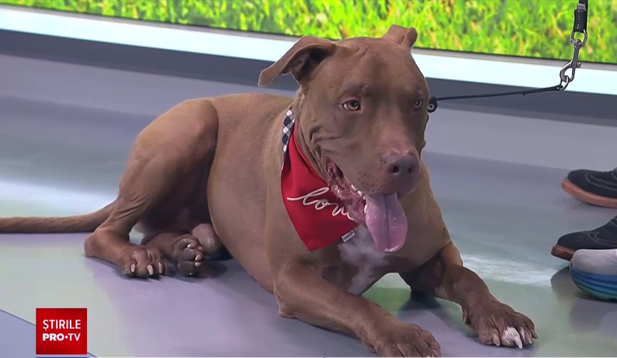 De ce este important ca proprietarii de câini să încheie o „asigurare RCA” pentru patrupedele lor. Care sunt prețurile