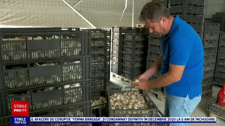 Cât va costa anul acesta usturoiul românesc, mult mai bun decât cel de import: ”Gustul este minunat”. Avem o producție record