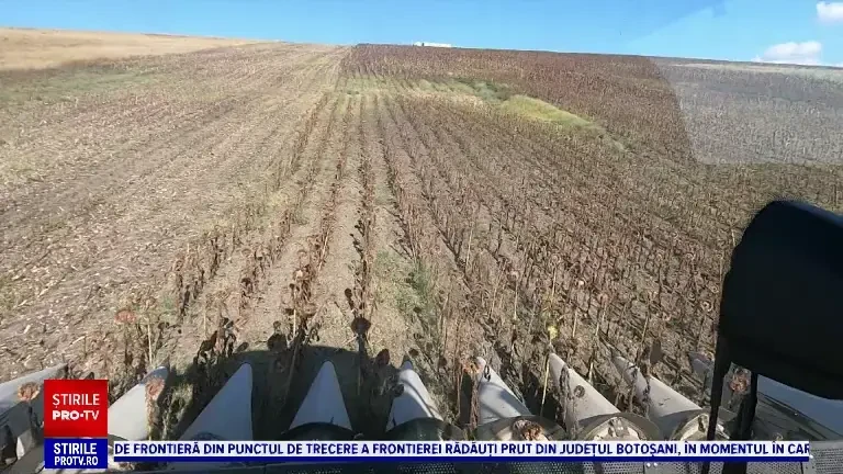 Culturile de floarea-soarelui, distruse de secetă. Cea mai slabă producție din ultimii cinci ani