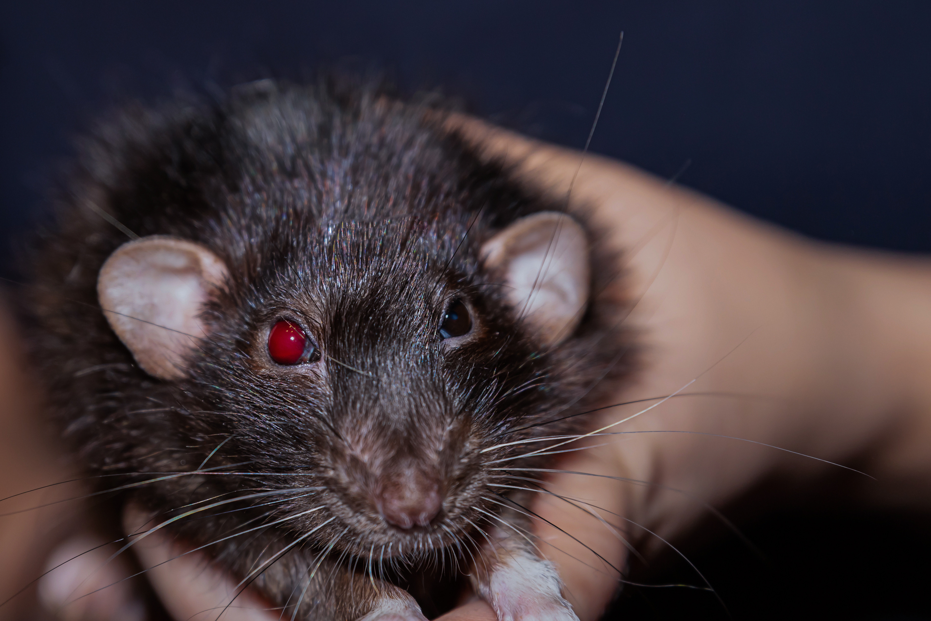 Șobolani de mărimea unui chihuahua au invadat un oraș din Europa.