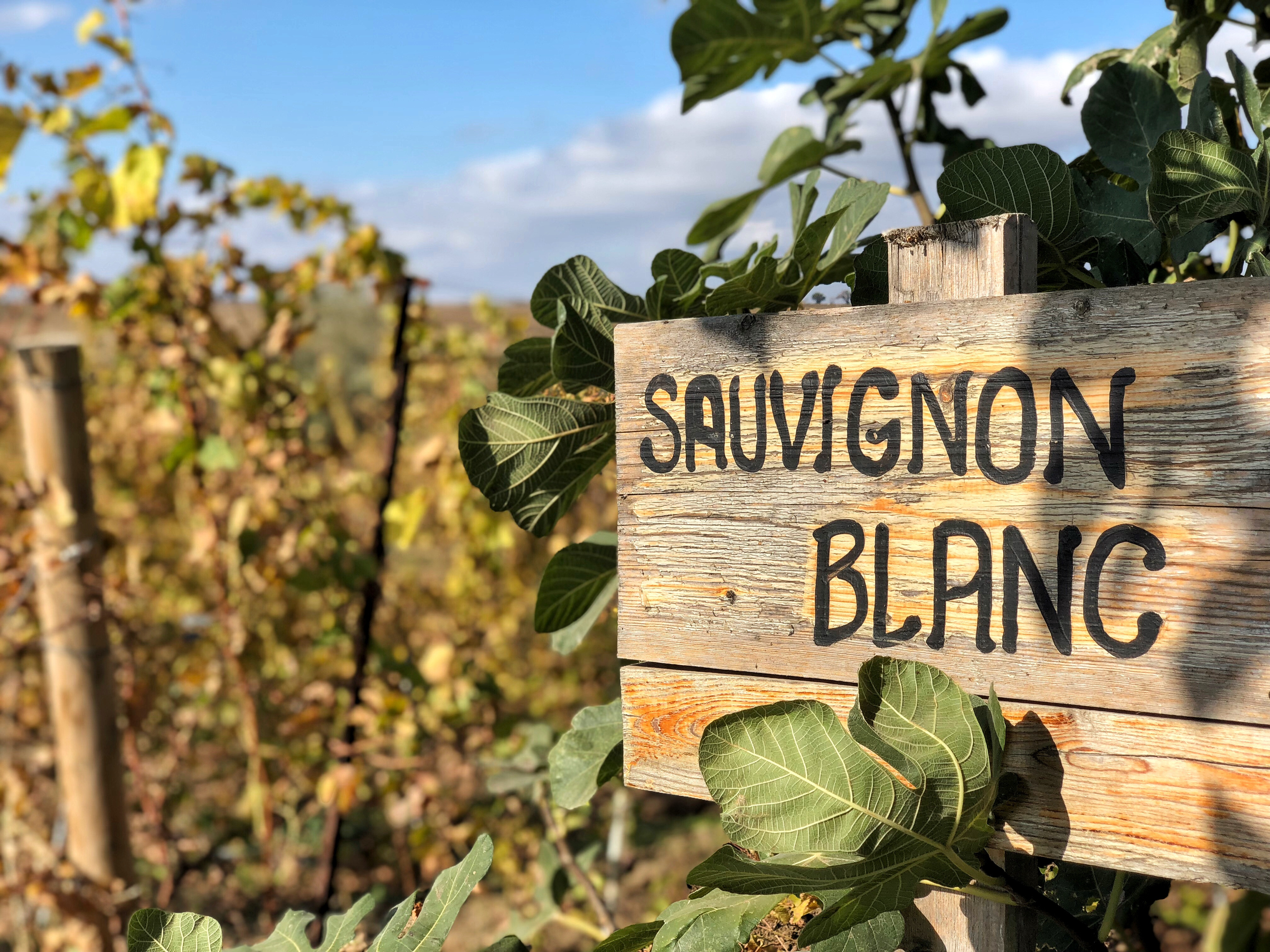 vin sauvignon blanc