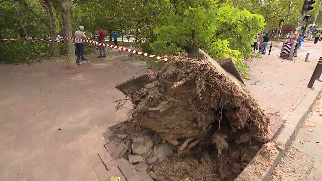 Cod galben de vânt puternic în România. Vremea rea a făcut ravagii în Capitală